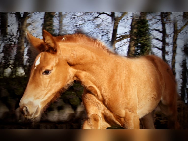 Caballo alemán Yegua 1 año in Löningen