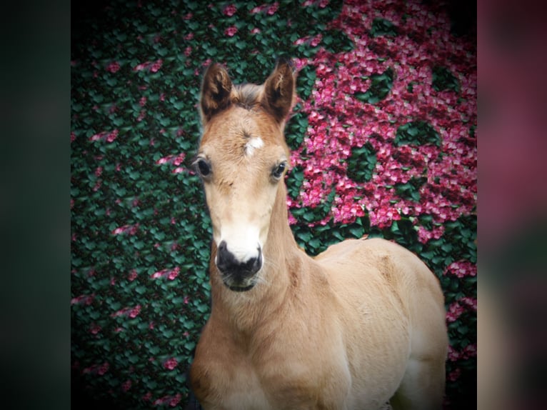 Caballo alemán Yegua 1 año in Löningen