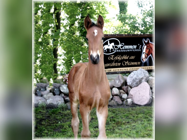 Caballo alemán Yegua 1 año in Löningen