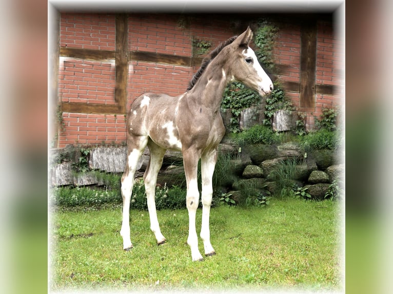 Caballo alemán Yegua 1 año in Löningen