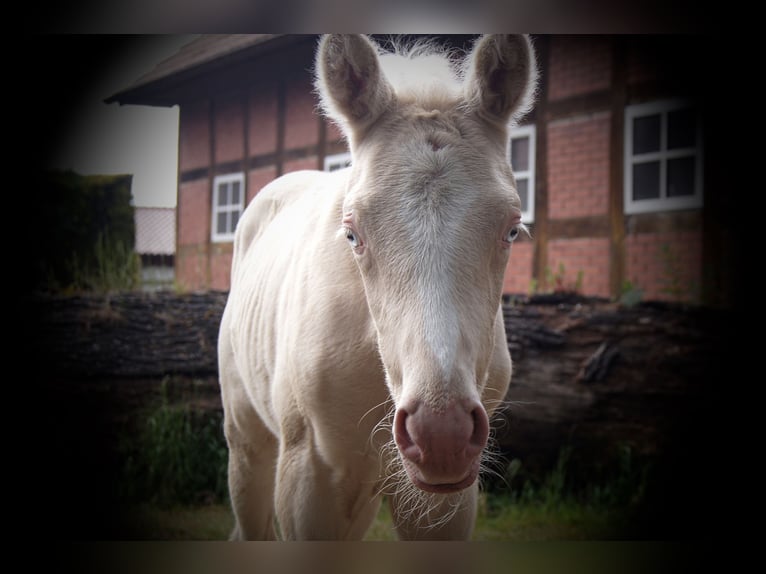 Caballo alemán Yegua 1 año in Löningen