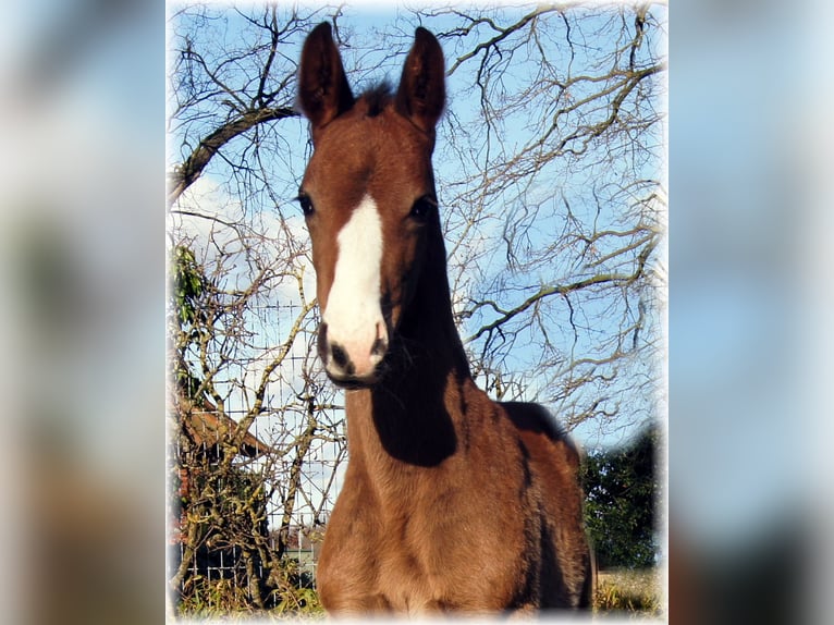 Caballo alemán Yegua 1 año in Löningen