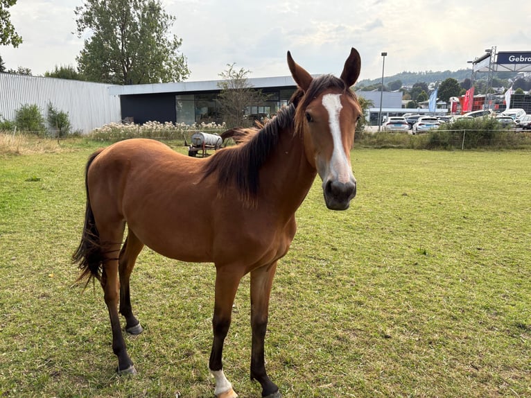 Caballo alemán Yegua 1 año Castaño in Schmallenberg