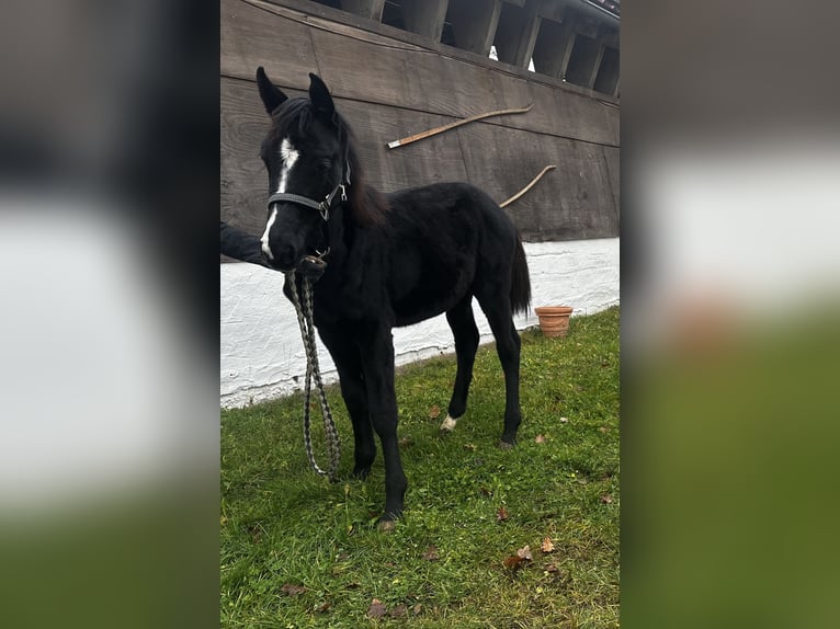 Caballo alemán Yegua 1 año Negro in Gunzenhausen