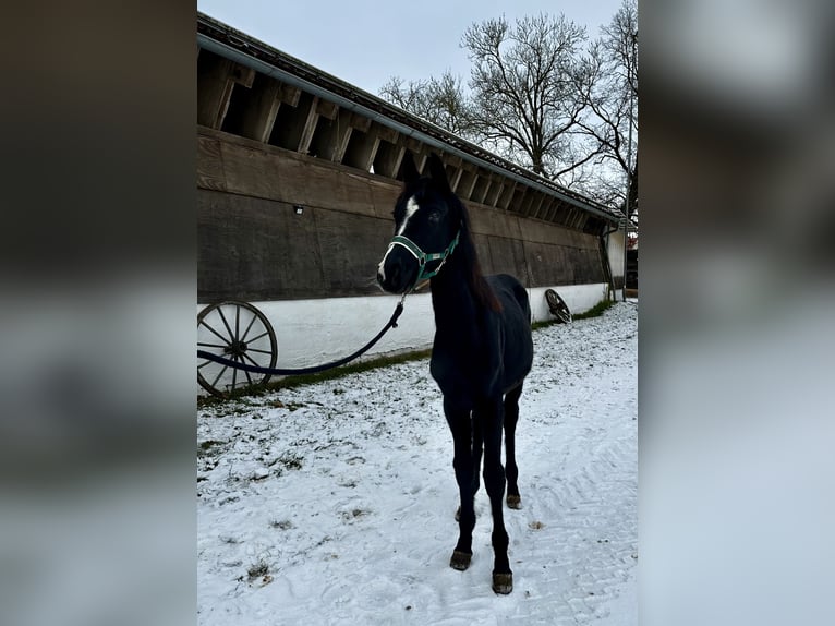 Caballo alemán Yegua 1 año Negro in Gunzenhausen