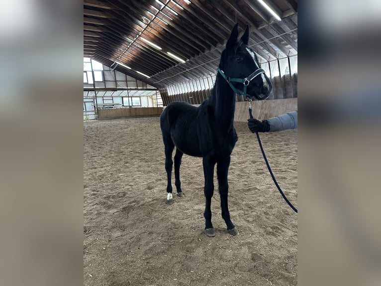 Caballo alemán Yegua 1 año Negro in Gunzenhausen