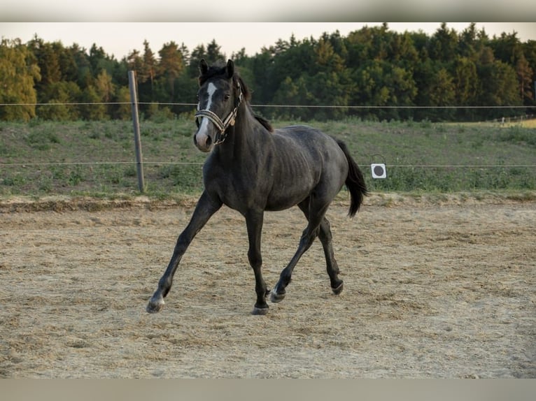 Caballo alemán Yegua 1 año Tordo in Wörth an der Donau