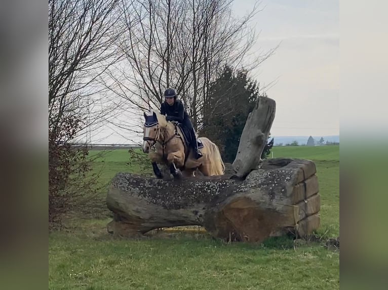 Caballo alemán Yegua 20 años 155 cm Palomino in Korbach