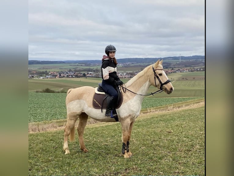 Caballo alemán Yegua 20 años 155 cm Palomino in Korbach