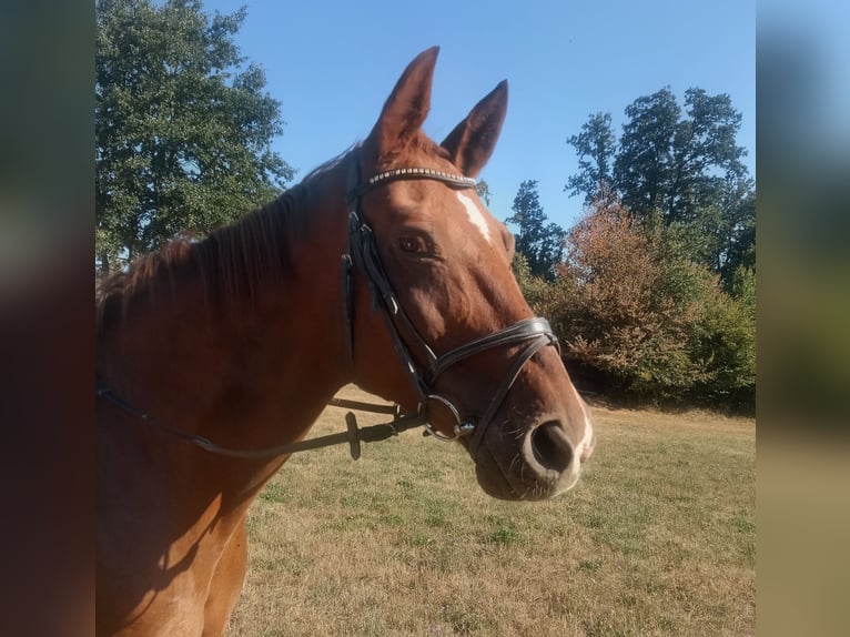 Caballo alemán Yegua 20 años 162 cm Alazán-tostado in Nöstach