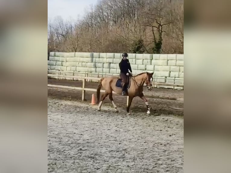 Caballo alemán Yegua 20 años 172 cm Alazán rojizo in Brunssum