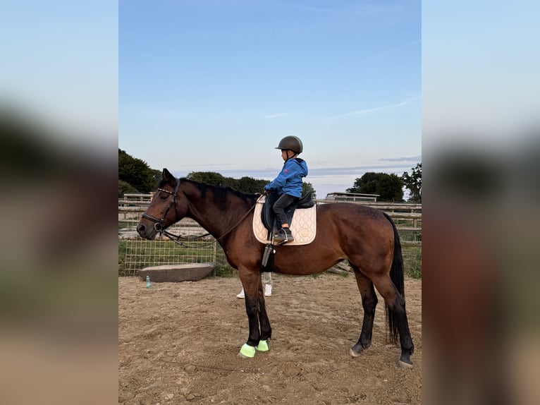 Caballo alemán Yegua 21 años 164 cm Musgo in Groß Rönnau