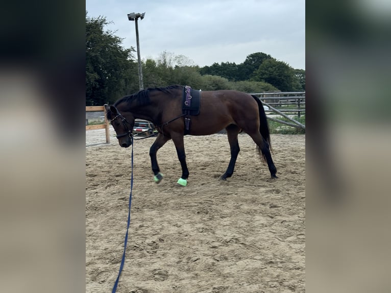 Caballo alemán Yegua 21 años 164 cm Musgo in Groß Rönnau