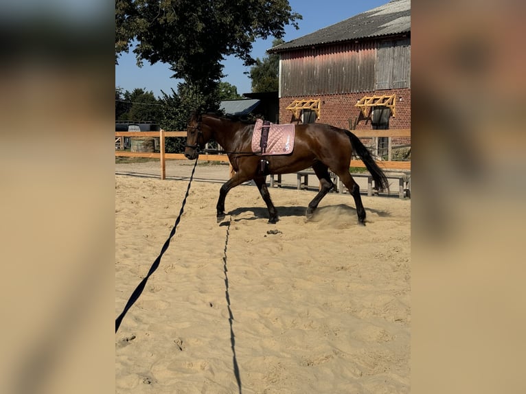 Caballo alemán Yegua 21 años 164 cm Musgo in Groß Rönnau