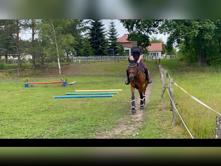 Caballo alemán Yegua 22 años 165 cm Castaño in Malschwitz