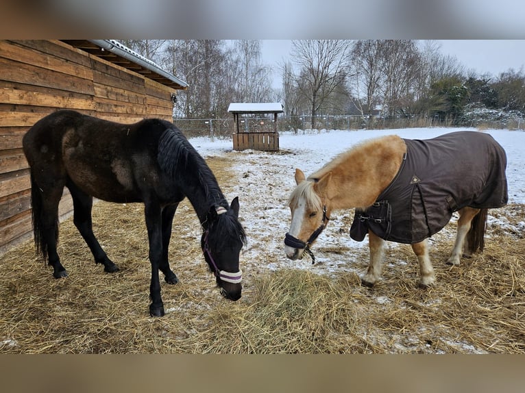 Caballo alemán Mestizo Yegua 2 años 140 cm Castaño oscuro in Nienburg (Saale)