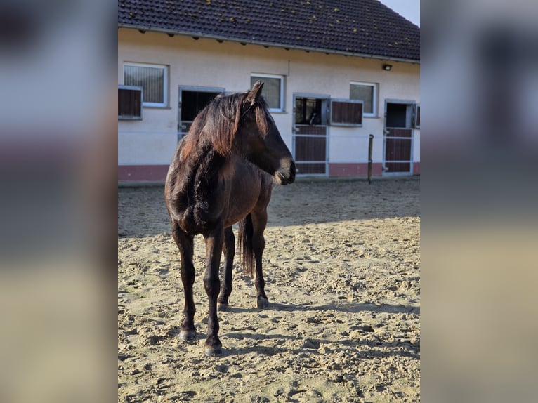 Caballo alemán Yegua 2 años 149 cm Bayo in Ulrichstein