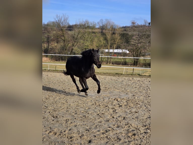 Caballo alemán Yegua 2 años 149 cm Bayo in Ulrichstein