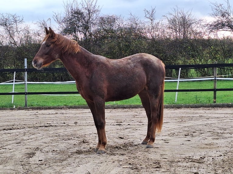 Caballo alemán Yegua 2 años 153 cm Alazán in Ascheberg