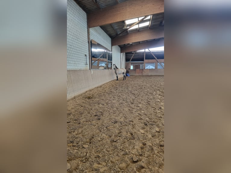 Caballo alemán Yegua 2 años 155 cm Buckskin/Bayo in Beelitz