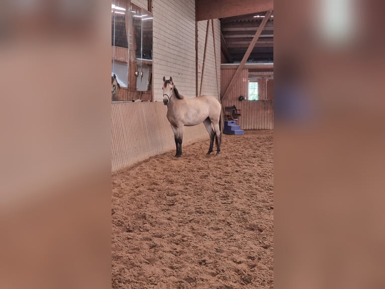 Caballo alemán Yegua 2 años 155 cm Buckskin/Bayo in Beelitz