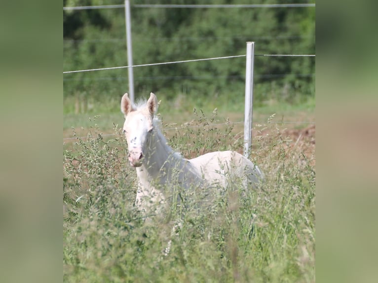 Caballo alemán Yegua 2 años 156 cm Cremello in Heistenbach