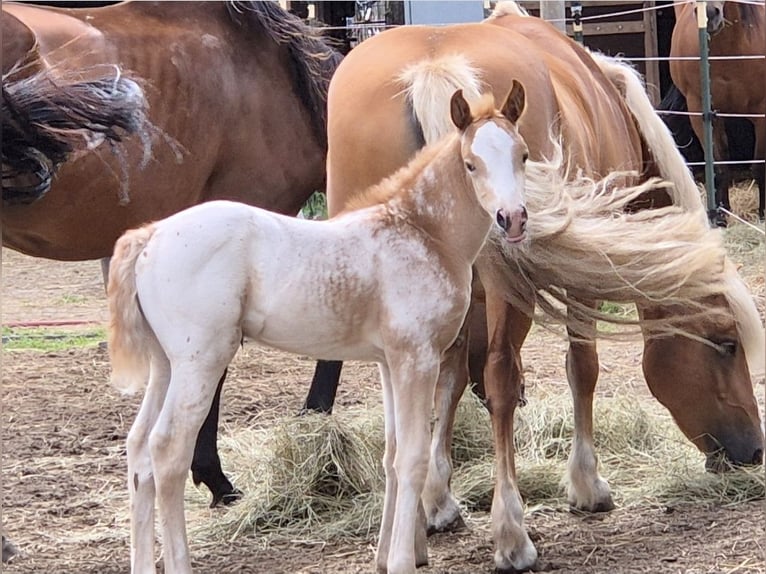 Caballo alemán Yegua 2 años 160 cm Atigrado/Moteado in Spreenhagen Braunsdorf
