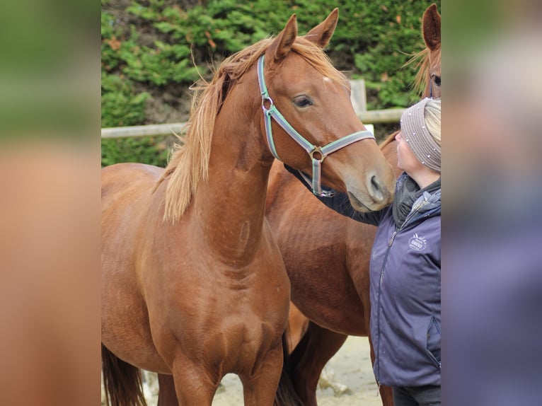 Caballo alemán Yegua 2 años 166 cm Alazán in Nottuln