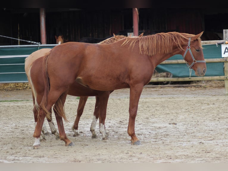 Caballo alemán Yegua 2 años 166 cm Alazán in Nottuln