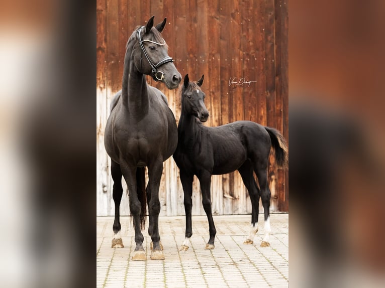 Caballo alemán Yegua 2 años Negro in Wiesenfelden