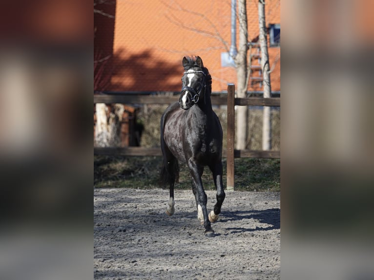 Caballo alemán Yegua 3 años 140 cm Negro in Stadtilm