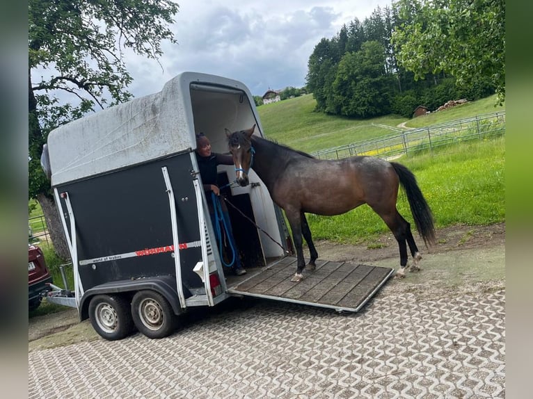Caballo alemán Mestizo Yegua 3 años 145 cm  in Mondsee