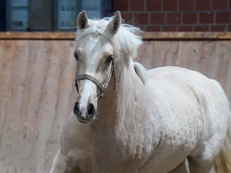 Caballo alemán Yegua 3 años 146 cm Palomino in Paderborn
