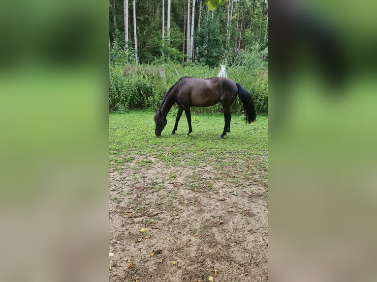 Caballo alemán Yegua 3 años 150 cm Negro in Wehringen