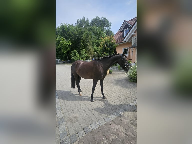 Caballo alemán Yegua 3 años 150 cm Negro in Wehringen