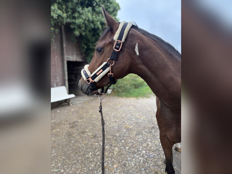 Caballo alemán Yegua 3 años 152 cm Pío in Kalkar