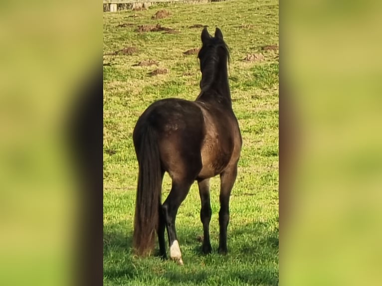 Caballo alemán Yegua 3 años 153 cm Castaño in Brodersby