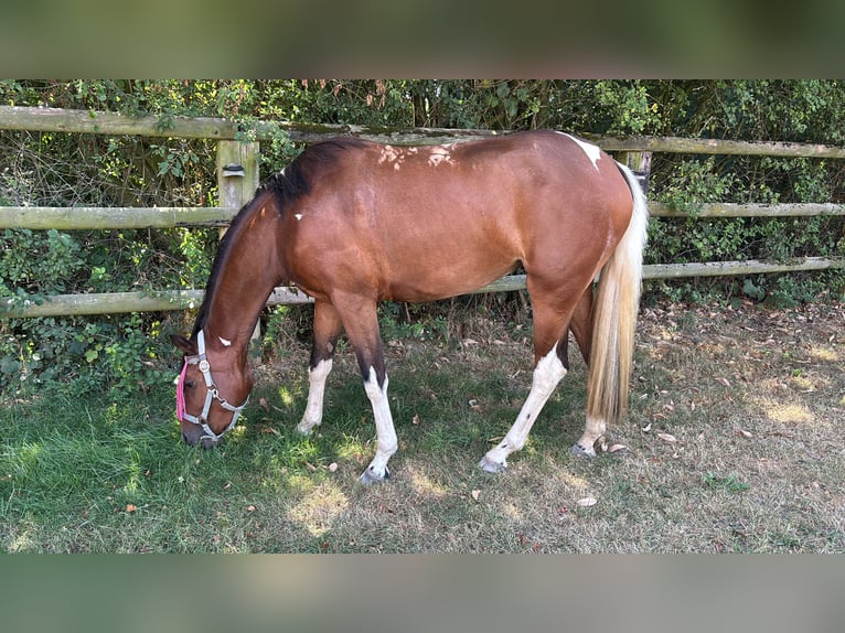 Caballo alemán Yegua 3 años 153 cm Tobiano-todas las-capas in Kalkar
