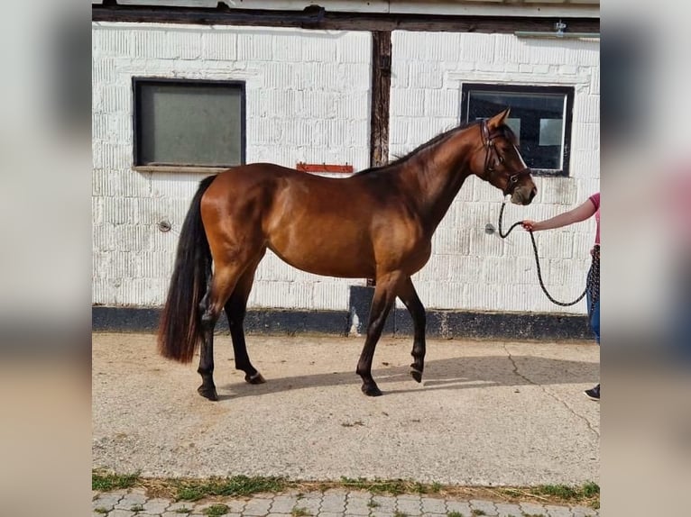 Caballo alemán Yegua 3 años 154 cm Castaño in Hessisch Lichtenau