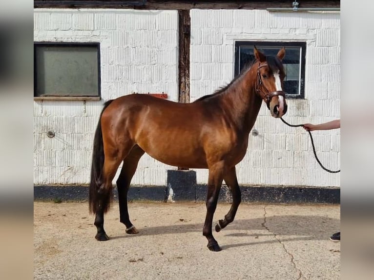 Caballo alemán Yegua 3 años 154 cm Castaño in Hessisch Lichtenau