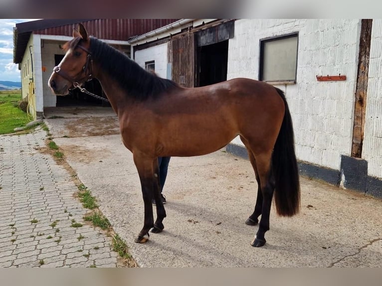 Caballo alemán Yegua 3 años 154 cm Castaño in Hessisch Lichtenau