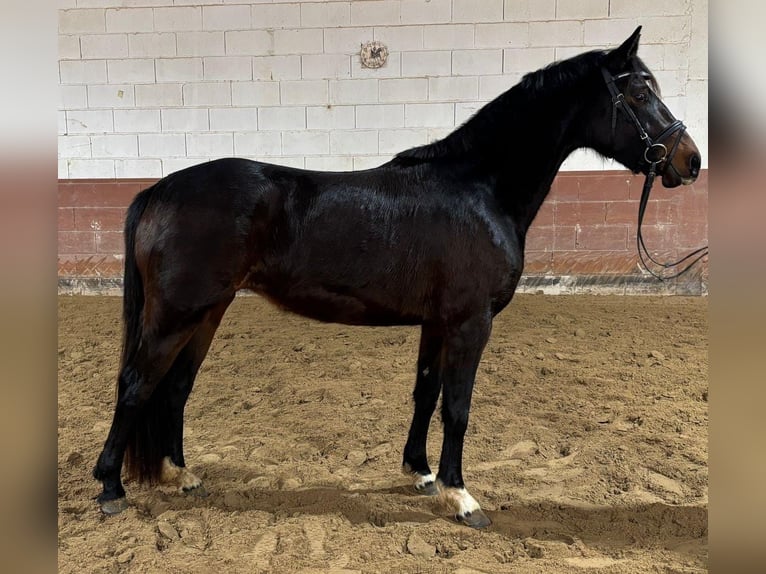 Caballo alemán Yegua 3 años 155 cm Castaño in Nidderau