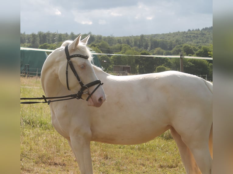 Caballo alemán Yegua 3 años 155 cm Cremello in Heistenbach