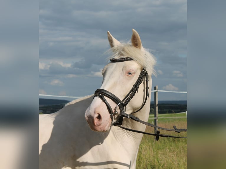 Caballo alemán Yegua 3 años 155 cm Cremello in Heistenbach