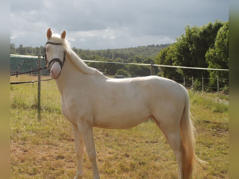 Caballo alemán Yegua 3 años 155 cm Cremello in Heistenbach