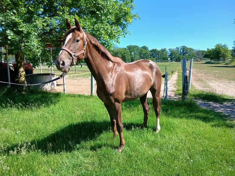 Caballo alemán Yegua 3 años 164 cm Alazán-tostado in Dreisen