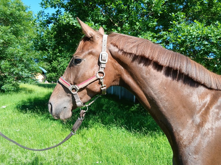 Caballo alemán Yegua 3 años 164 cm Alazán-tostado in Dreisen