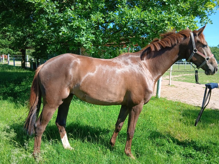 Caballo alemán Yegua 3 años 164 cm Alazán-tostado in Dreisen