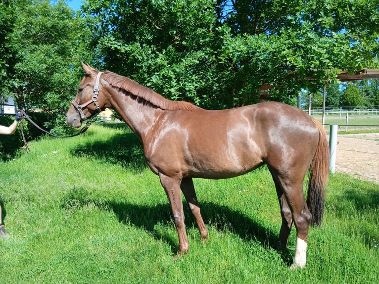 Caballo alemán Yegua 3 años 164 cm Alazán-tostado in Dreisen