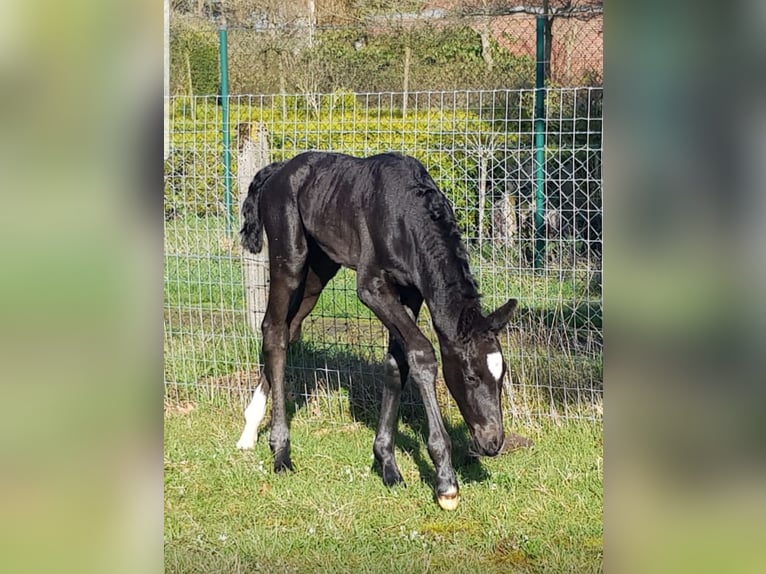 Caballo alemán Yegua 3 años 164 cm Negro in Verden (Aller)